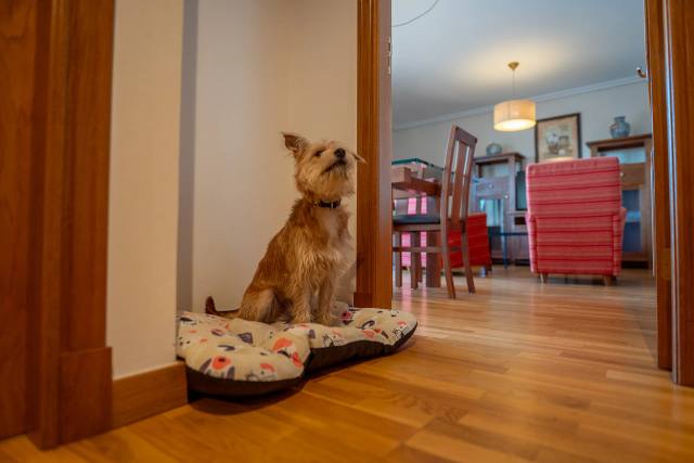 Hoteles y apartamentos turísticos que admiten mascotas en Baiona