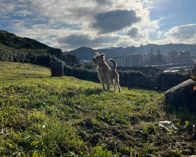 Guarderías caninas y cuidadores de perros en Baiona y Val Miñor: opciones, precios y qué comprobar